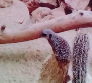 Erdmännchen