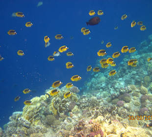 Bunte Unterwasserwelt