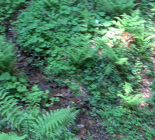 Griesbacher Wasserfälle Bad Griesbach