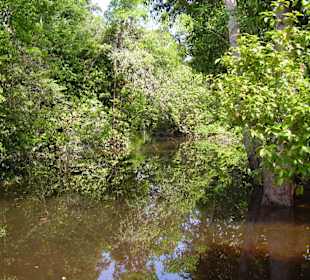 Ausflug in einen Nebenarm des Amazonas