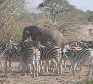 Tierbeobachtung am Boteti