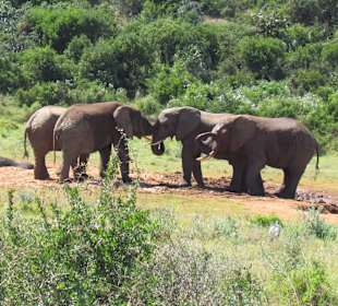 Tsitsikamma National Park