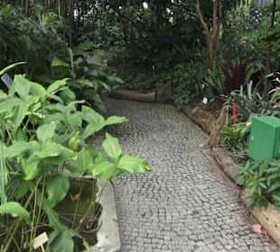 Tropenhaus - Schaugewächs -  Botanischer Garten