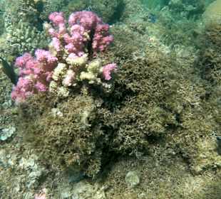 Tauchbasis Tauchen unter Freunden