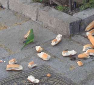 Real Basílica de San Francisco el Grande