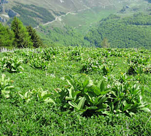 Gute Wandermöglichkeiten Monte Baldo