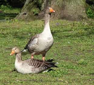 Rundgang durch den Bürgerpark Braunschweig