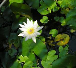 Blumenpracht im Tropenhaus