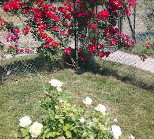 Rosenneuheitengarten
