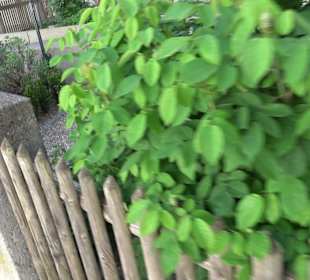 Medizinalgarten Nördlingen