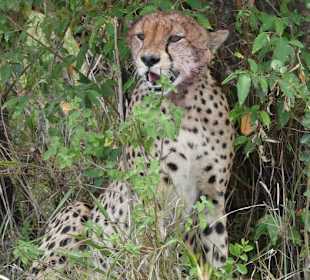 Safari in der Masai Mara
