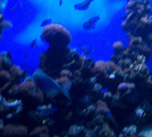 Palma Aquarium