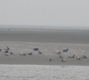 Seehundbank Tegeler Plate