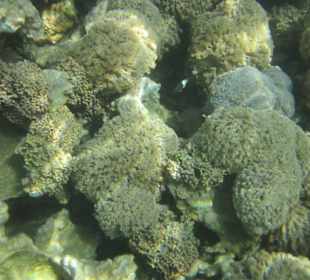 So klares Wasser beim Hotel Aldiana Makadi Bay