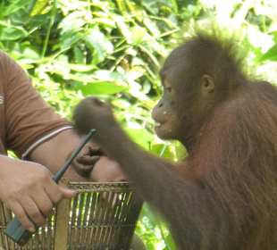 Was hast du in deinem Korb?