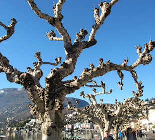 Uferpromenade mit Platanen Ascona 