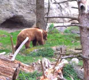 Eurasienbereich - Braunbär