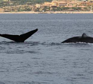 Mexiko, Cabo San Lucas, Buckelwale
