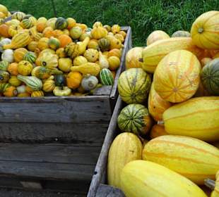 Kürbisausstellung