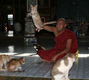 Tempel der springenden Katzen