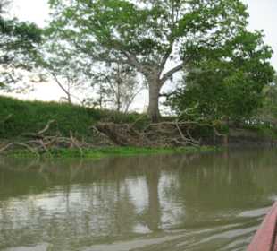 Naturbelassene Uferböschung