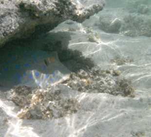 Blaupunktrochen im Hausriff  an seinem Stammplatz