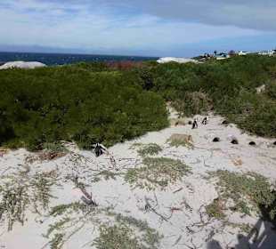 Boulders Beach