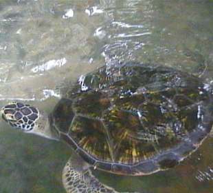 Ältere Schildkröte