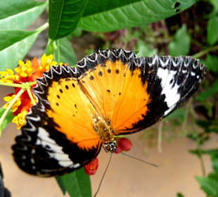 Im Schmetterlingshaus