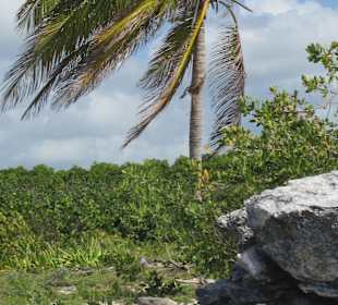 Naturstrand mit Echsen