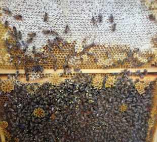 Im Bienengarten der Graftanlagen