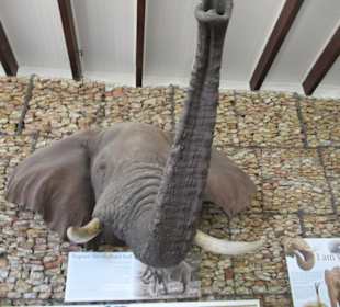 Im Addo Elefantenpark