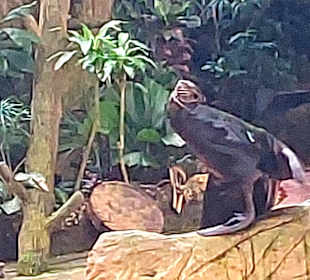 Singapur Zoo