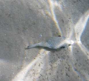 Рыбы Макади