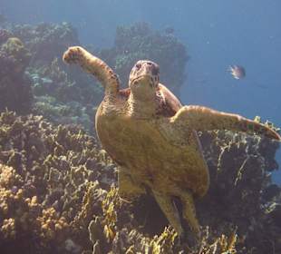Kleine  Wasserschildkröte am Hausriff