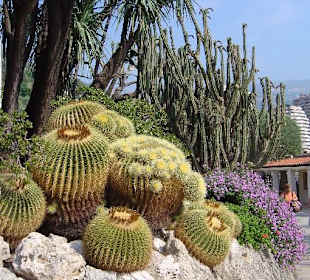 Botanischer Garten von Monaco