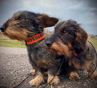Wandern Norddorf auf Amrum