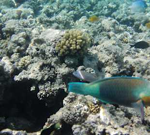 Schnorcheln Makadi Bay