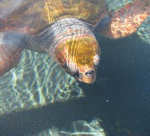 Unechte Karettschildkröte