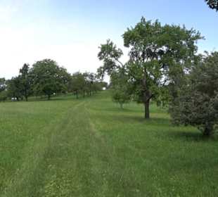 Aussichtspunkt Östliche Linsenhalde