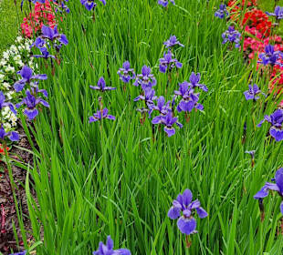 Park Richtung Czossee