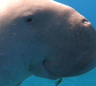 Schnorcheln Hurghada