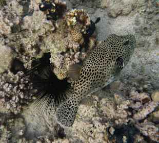 Schnorcheln Makadi Bay