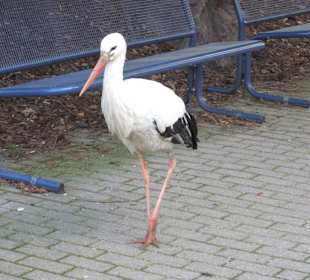 Spaziergang