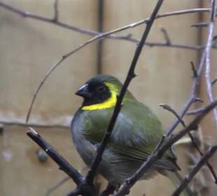 Kleinsäuger + Vogelhaus