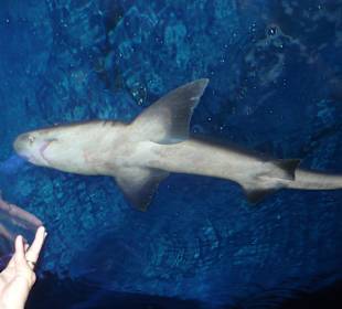 Röhren Aquarium Antalya 