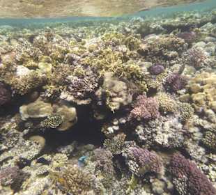 Schnorcheln Makadi Bay