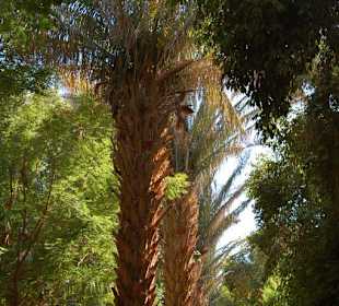 Palmen im Botanischen Garten