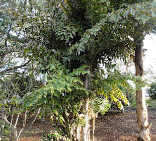 Parque Botánico de Maspalomas