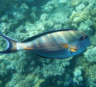 Hausriff Arabia Azur